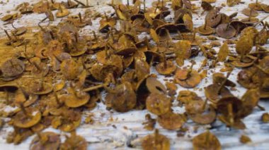 Rusty thumbtacks pushpins nails on white wood surface.Rusty thumbtacks on white reclaimed wood surface vintage old. Camera moving from left to right. Close-up macro. Dry leaves in autumn fall.