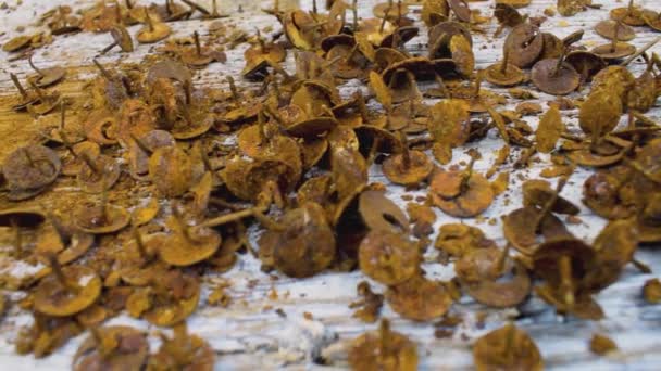 Rusty Thumbtacks Pushpins Nails White Wood Surface Rusty Thumbtacks White — Stock video