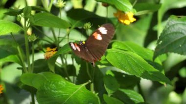 Postacı kelebeği (Heliconius Melpomene) bir çiçekten nektar toplayıp uçar gider.