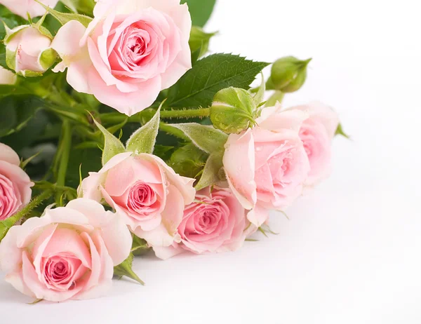 Mooie rozen in retro stijl — Stockfoto