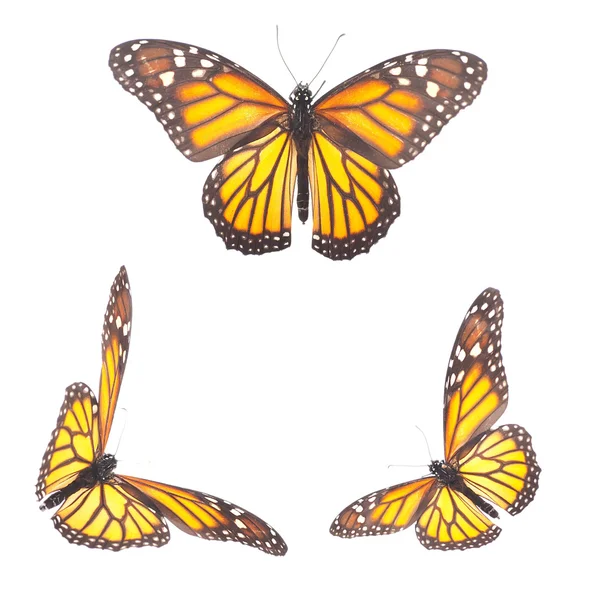 Beautiful varicoloured butterflies — Stock Photo, Image