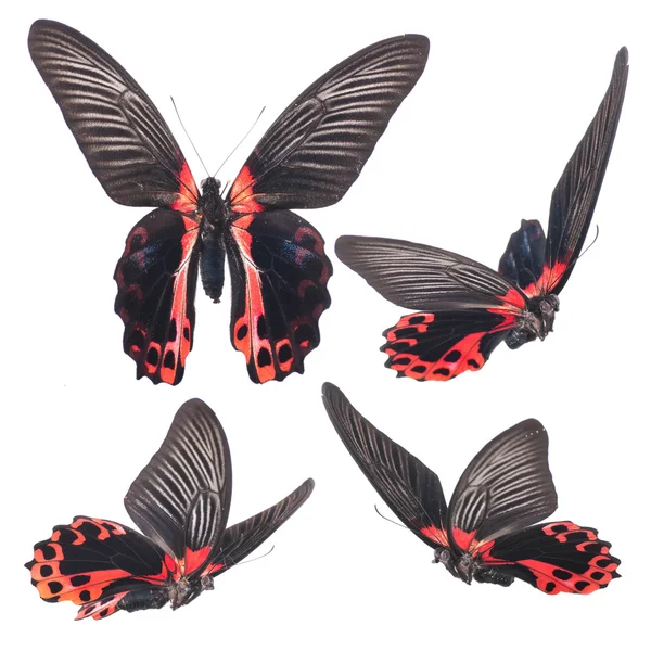 Güzel varicoloured kelebekler — Stok fotoğraf