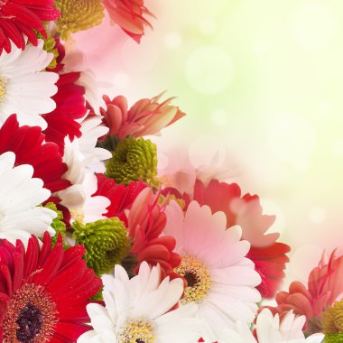 Beyaz ve kırmızı çiçek, buket gerber