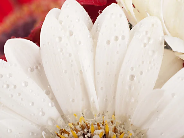 Weiße und rote Blumen, Gerberstrauß — Stockfoto