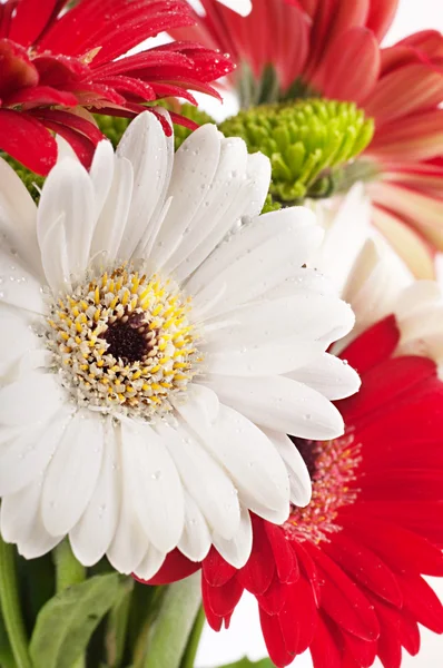 Weiße und rote Blumen, Gerberstrauß — Stockfoto