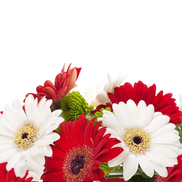 Flores blancas y rojas, ramo de gerber — Foto de Stock
