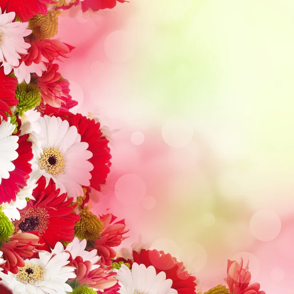 White and red flowers, bouquet of gerber — Stockfoto