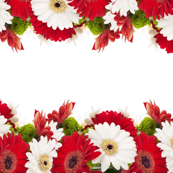 Biało -czerwone kwiaty, bukiet gerber — Zdjęcie stockowe