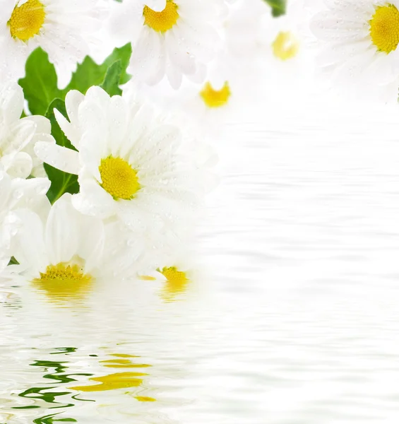 Kwiaty białe, pole camomiles z zielonych liści — Zdjęcie stockowe