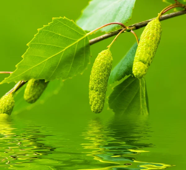 A birch is in spring with green leaves and rings — Stock Photo, Image