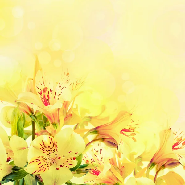 Szép virág van a fénysugarak — Stock Fotó
