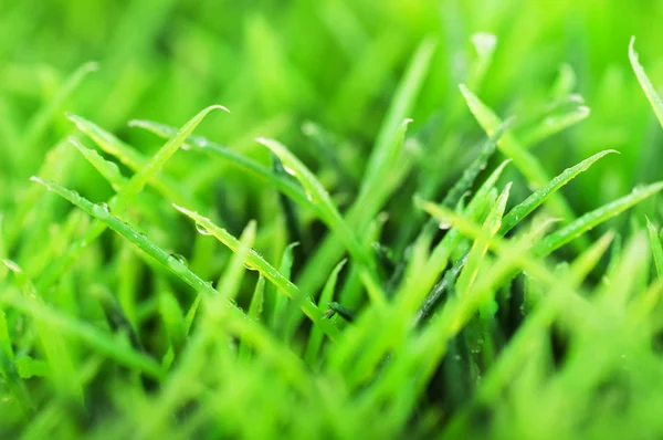 Green summer grass in a sun day — Stock Photo, Image