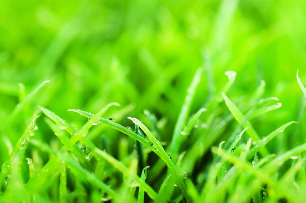 Green summer grass in a sun day — Stock Photo, Image
