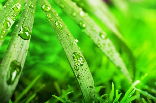 Verde hierba de verano en un día de sol —  Fotos de Stock