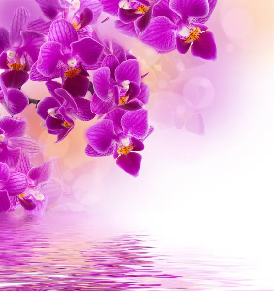 Pink orchids in the drops of dew on a white background