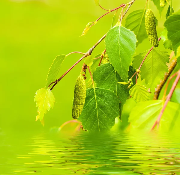Um vidoeiro está na primavera com folhas verdes e anéis — Fotografia de Stock