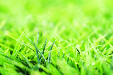 Güneş, günde yaz yeşil çimen