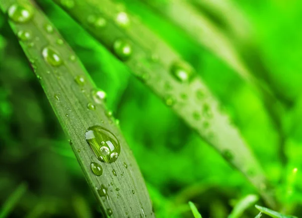 Green summer grass in a sun day — Stock Photo, Image