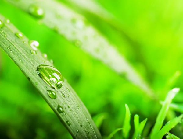 Green summer grass in a sun day — Stock Photo, Image