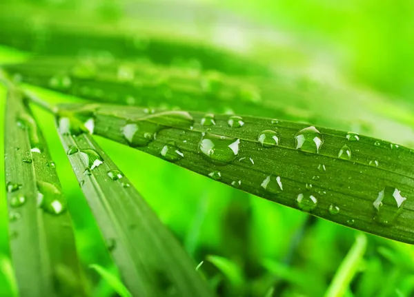 Green summer grass in a sun day — Stock Photo, Image