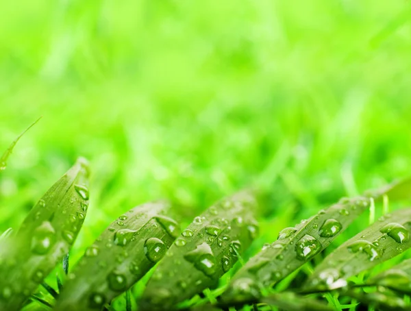 Green summer grass in a sun day — Stock Photo, Image