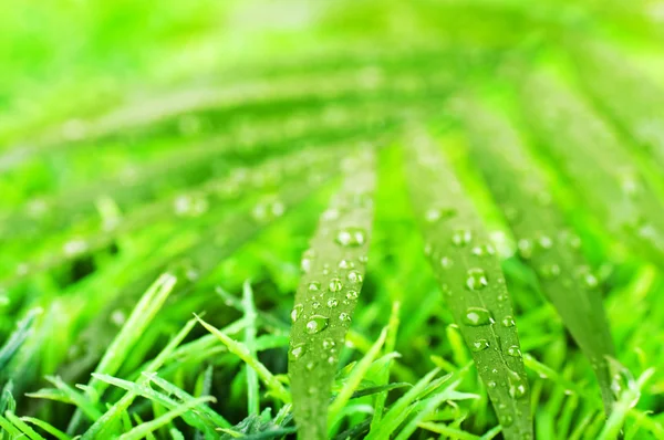 Herbe verte d'été dans une journée de soleil — Photo