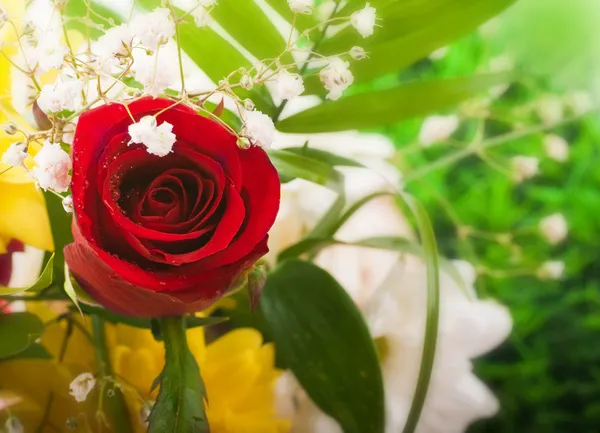 Beautiful roses in retro style — Stock Photo, Image