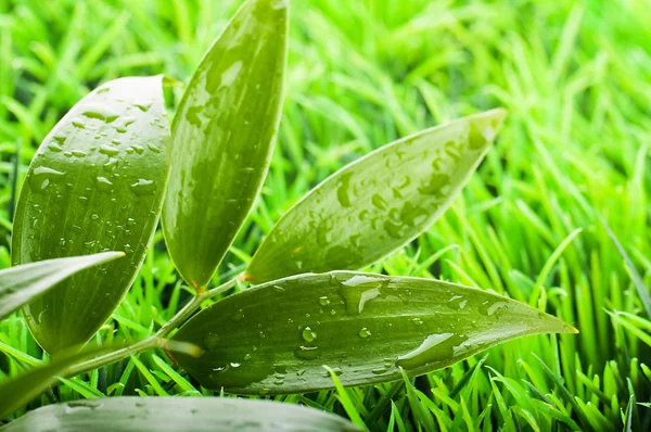 Herbe verte d'été dans une journée de soleil — Photo