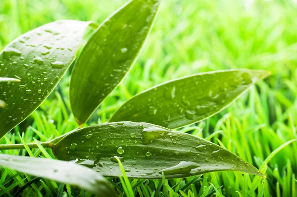 Verde hierba de verano en un día de sol —  Fotos de Stock