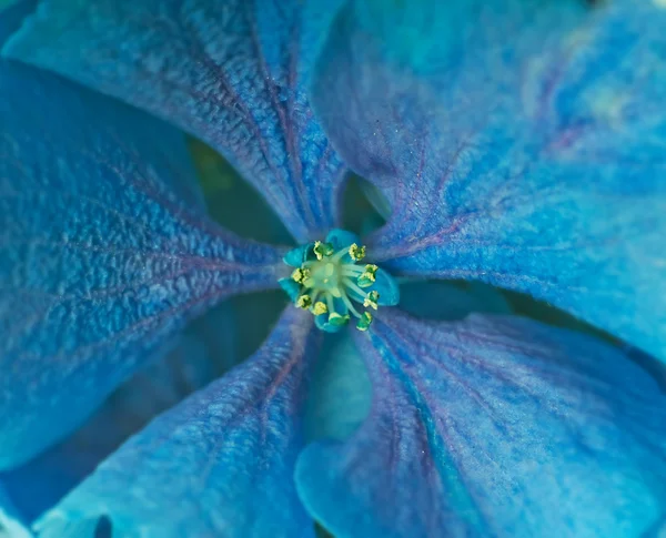 Flor azul —  Fotos de Stock