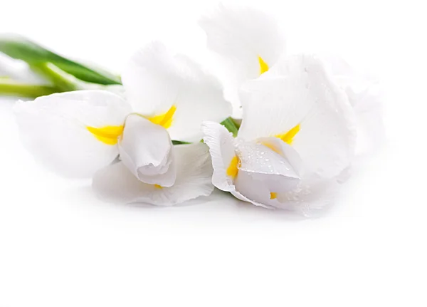 White irises — Stock Photo, Image