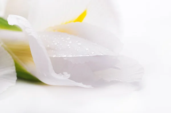 Weiße Schwertlilien — Stockfoto