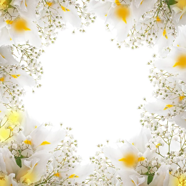 White irises — Stock Photo, Image