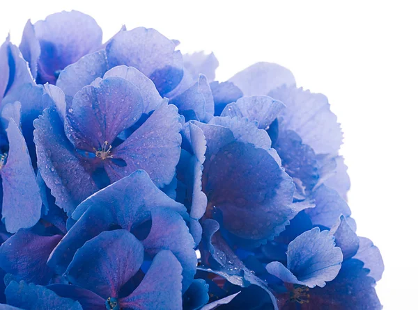 Flores en un ramo — Foto de Stock