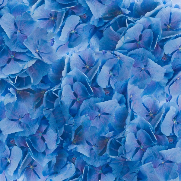 Blumen in einem Strauß — Stockfoto