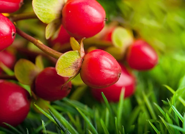 Bouquet of red berries — Stock Photo, Image