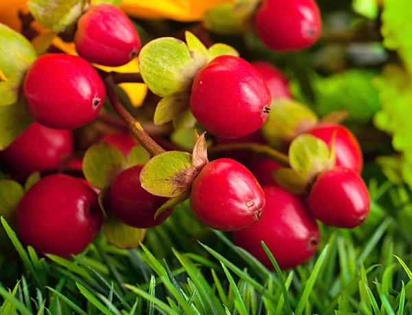 Bouquet of red berries — Stock Photo, Image