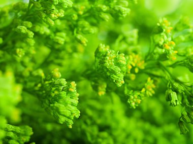 Güneş, günde yaz yeşil çimen