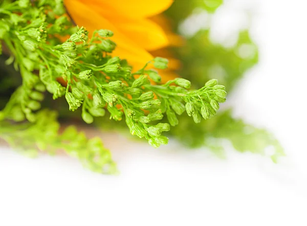 Höstens blommor, bukett från gerber och solrosor — Stockfoto