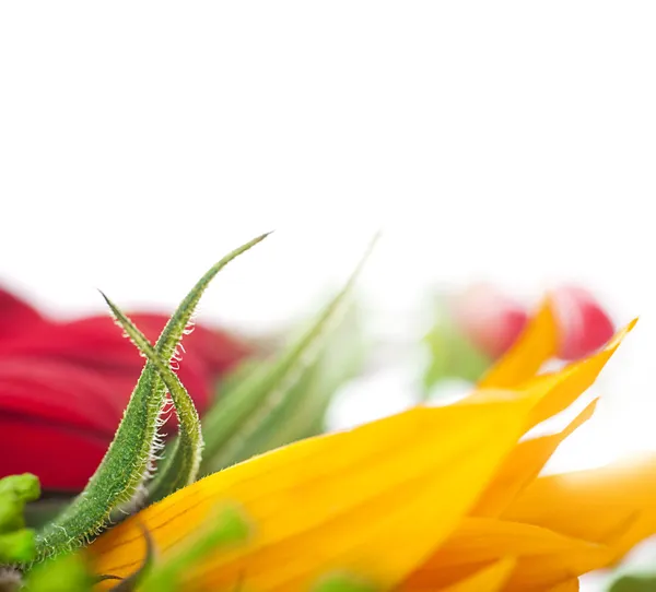 秋の花、blured および色 — ストック写真