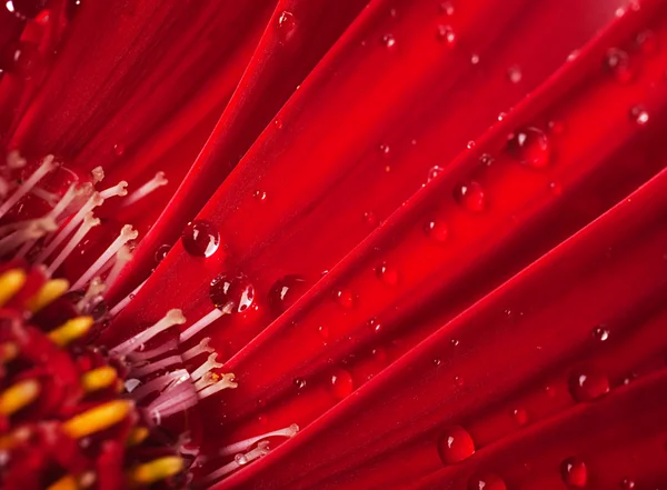 Röda blommor, bukett av gerber — Stockfoto