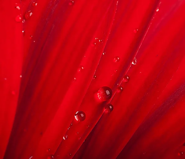 붉은 꽃, 거 버의 꽃다발 — 스톡 사진