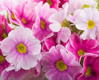 bir buket çiçek arka plan bahar çuha çiçeği olduğunu