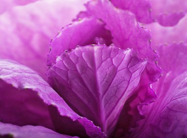 bir buket çiçek arka plan bahar dekoratif lahana olduğunu