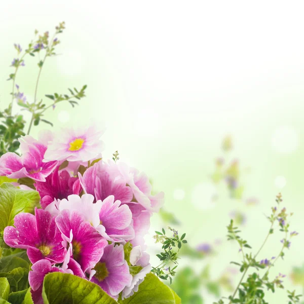 Uma prímula de primavera está em um buquê, fundo floral — Fotografia de Stock