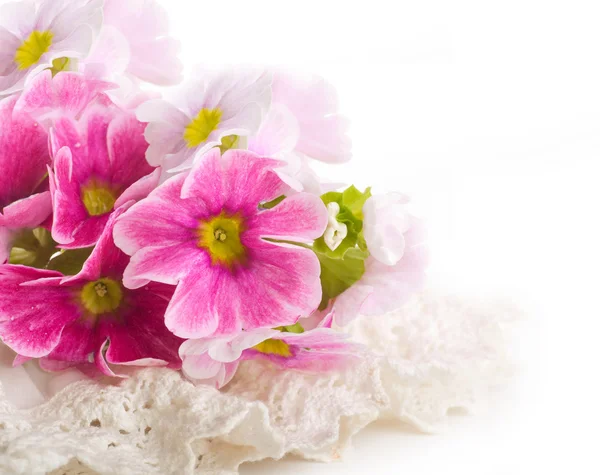 En våren primrose är i en bukett, floral bakgrund — Stockfoto