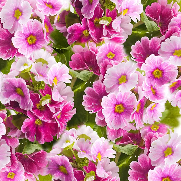 bir buket çiçek arka plan bahar çuha çiçeği olduğunu