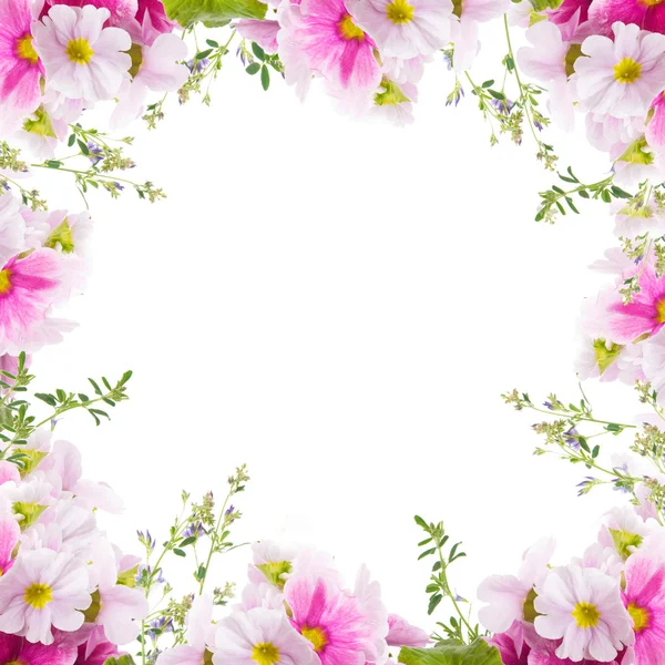 A tavaszi kankalin van egy csokor, virág háttér — Stock Fotó