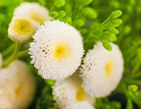 Hermoso ramo de flores blancas — Foto de Stock