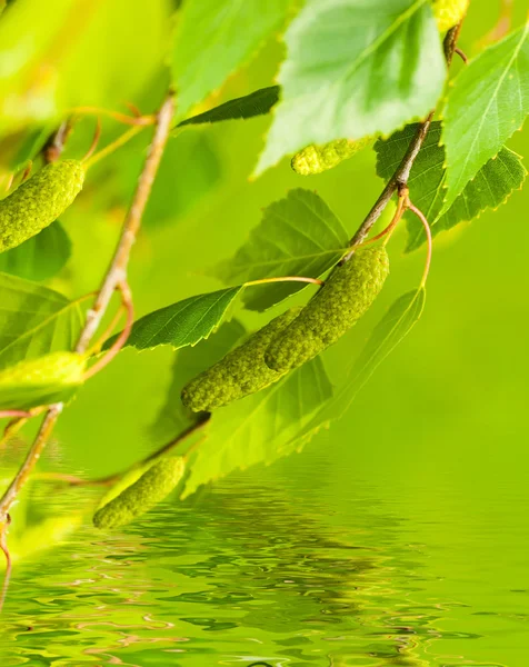 Um vidoeiro está na primavera com folhas verdes e anéis — Fotografia de Stock